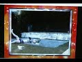 America S Funniest Home Videos Honorable Mentions Season 20 Episode 13 2010
