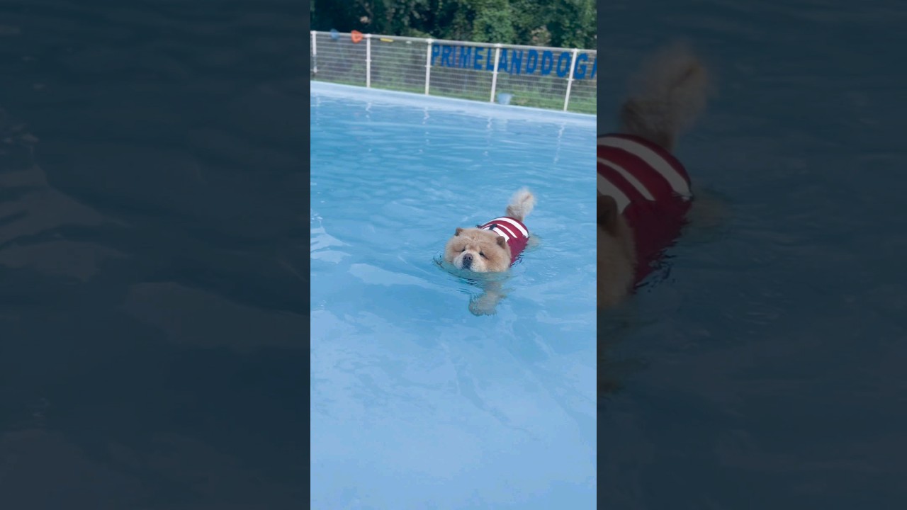 およぐモフモフ