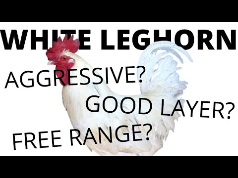 , title : 'WHITE LEGHORNS: All You Need To Know About These Chickens'