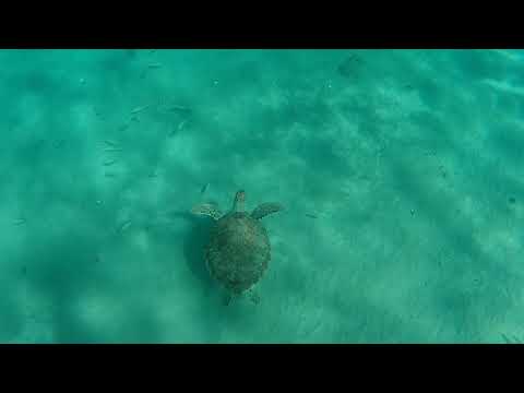 Snorkeling in Curaçao