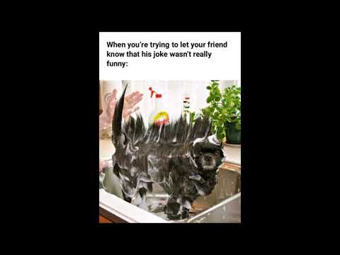 Pets funny  expression with funny subtitle