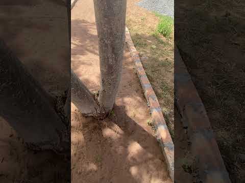 Hole 2 in construction at Del Rancho Miniature Golf in Loma Grande, Paraguay #lomagrande