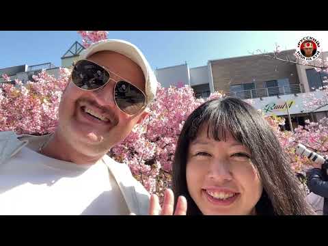 Сакура у лютому — Вiдео про Японію вiд Пан Гайджин