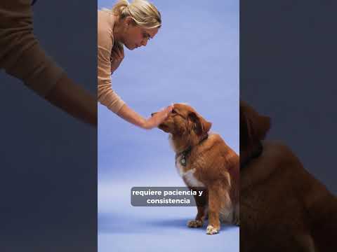 How can I train my dog ​​to obey commands? 🐶 #dog #dogs #training