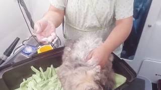 Magic matt removal on a cat