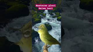 Download lagu masteran pleci malam hari #plecigacornembak mp3
