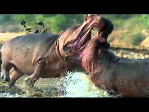 Muhteşem yaratılan hayvanlar