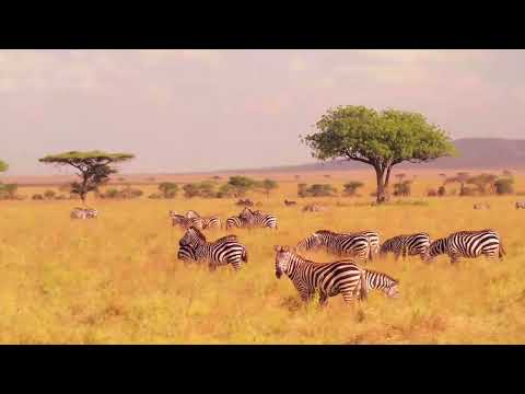 AGASARO SAFARIS