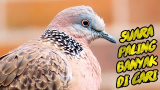 Download lagu SUARA PIKAT TEKUKUR GACOR / DURASI FULL DURASI PANJANG 1 JAM NONSTOP !!! mp3 Download lagu SUARA PIKAT TEKUKUR GACOR / DURASI FULL DURASI PANJANG 1 JAM NONSTOP !!! mp3