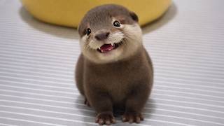 This Might Be The CUTEST Otters On The INTERNET! 😍 Cute Animal Videos!