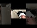 Gentle Tuxie Vs Aggressive Maine Coon
