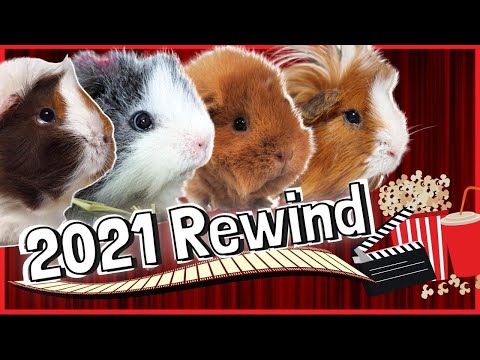 Обзор Squeak Dreams на 2021 год и как морские свинки провели каникулы!