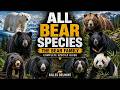 All Bears Species Species List