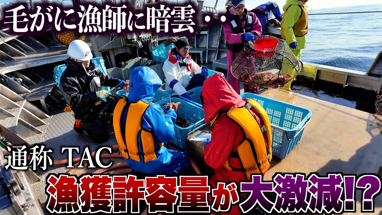 【大打撃】獲れる毛ガニが激減します・・｜北海道｜毛蟹籠漁｜