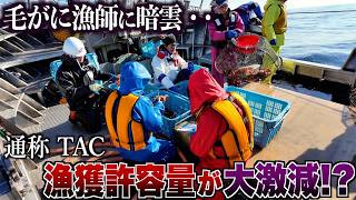 【大打撃】獲れる毛ガニが激減します・・｜北海道｜毛蟹籠漁｜