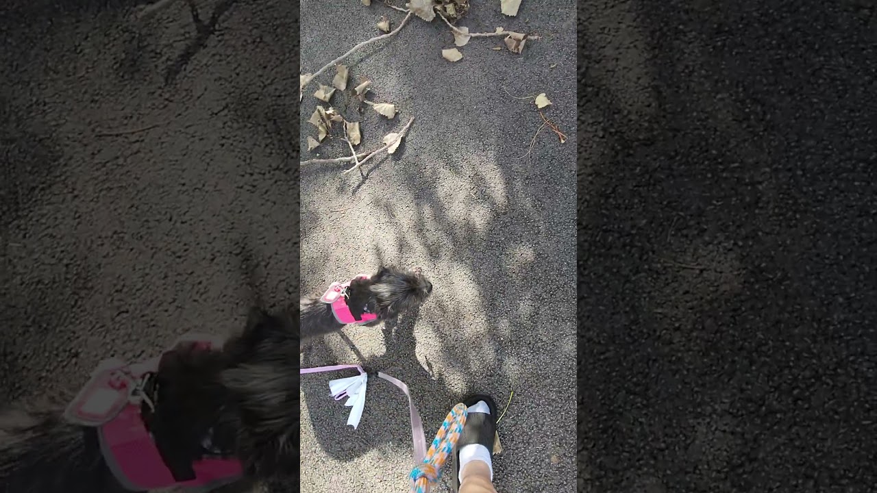 Enlarge Hoho, an adopted mixed breed in Aurora, IL video 3/3