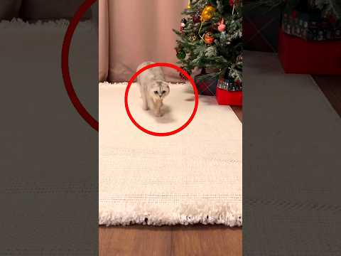 The World’s Stingiest Girl. #shortvideo