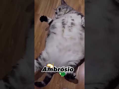 That cat, LOL 😸 #short