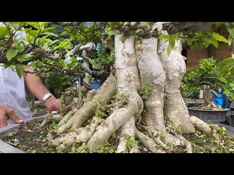 Cây Mai Chiếu Thủy "KHỦNG" Độc Đáo