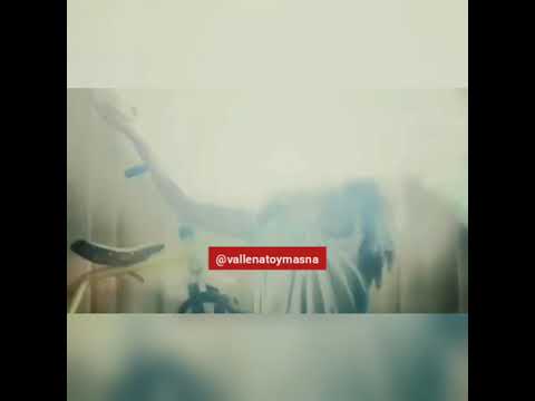 Trailer Tour Entre Grandes Silvestre Dangond