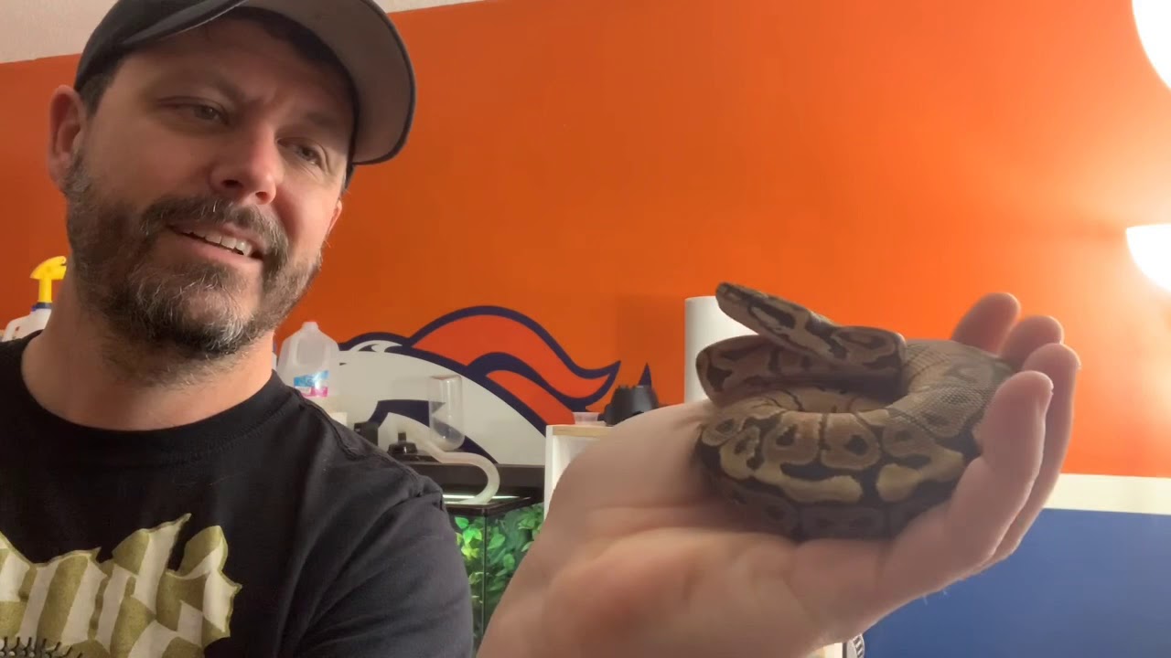 Bringing home a new baby ball python