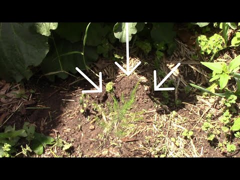 Explosive Ember Pepper Growing From Seedling Through The Summer