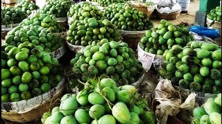preview picture of video 'পানির দামে আম |Collect Formalin Free Mango |Mango Foundation| Volahat | Chapainawabganj,Rajshahi'