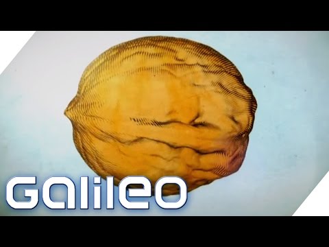 What effort goes into the walnut? | Galileo | ProSieben