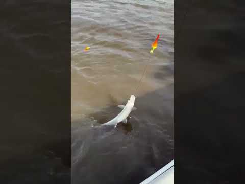 Pejerrey en Melincue, Santa Fe. Mariano Pedran guia local. #pesca ##pejerrey