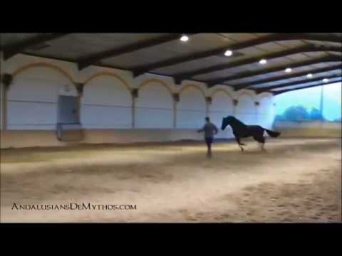 Faraon - Black PRE Stallion for sale in Spain