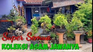 Download lagu Grebeg Galeri Bonsai Asam Jawa Mas Agung Rangkasbitung - Tamarindus Indica mp3