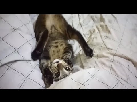 yep, he's insane.it's confirmed.