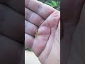 this guy is extremely close to being a beautiful dragonfly. #dragonfly #baby #fyp #foryou