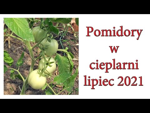 Pomidory w cieplarni - lipiec - Ogrodowe pierdamony 108