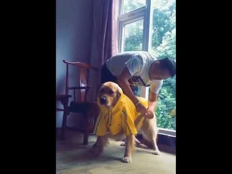 funniest animal videos of 2022 - funny golden retriever dogs and cutest golden puppies  V.18461 #fu