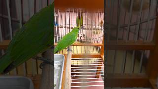 Download lagu Nuôi thêm CHIM THANH TƯỚC MÁI ĐẸP & HÓT NHƯ CHIM TRỐNG😍 #datbirdtv #birds #pets #aviary #shorts mp3 Download lagu Nuôi thêm CHIM THANH TƯỚC MÁI ĐẸP & HÓT NHƯ CHIM TRỐNG😍 #datbirdtv #birds #pets #aviary #shorts mp3