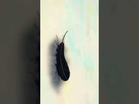 Totsukuni no Shoujo edit ❤ #shorts  #shiva #sensei #animeedit #anime #subscribe