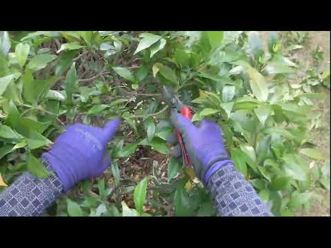 クチナシの剪定の時期と方法 園芸植物のメンテナンス