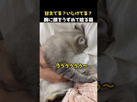 甘えてる？いじけてる？腕に顔をうずめて唸る猫