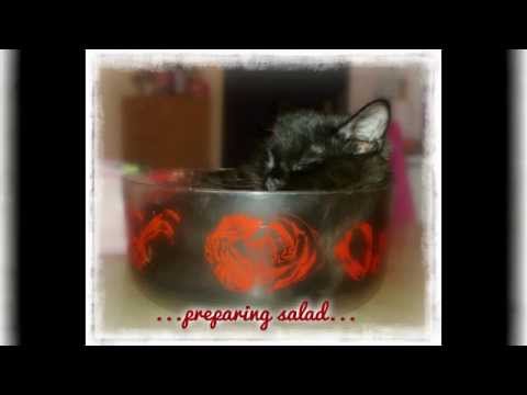 ''Meet Misha'', funny, cute, adorable and touching, black cat story ever...