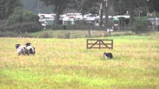 preview picture of video 'Vorführung der Arbeitsgemeinschaft Border Collies Deutschland e.V.'