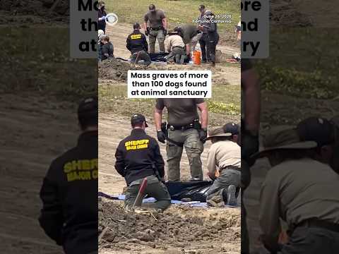 Mass graves of more than 100 dogs found at animal sanctuary #shorts