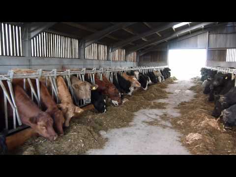 Aberdeen Angus and Blue cattle at Ingsay Farm ,Orkney, Scotland