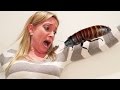 APRIL FOOLS HISSING COCKROACH PRANK.