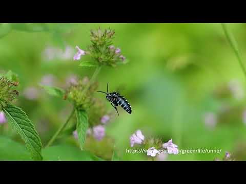 幸せを呼ぶハチ　 ブルービー