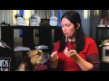 Training Tips How To Use A Silent Dog Whistle Dog Training Tips