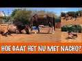 Het verhaal van Nacho het paard! | DierenpraatTV