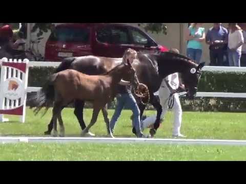 Balou du Rouet-Converter colt * 05/ 2016 for sale