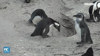 How climate change impacts African penguins | #MultilateralismMatters