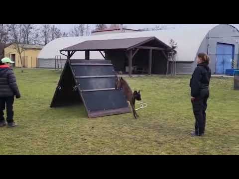 Bolt "Bobo" Bocca Box